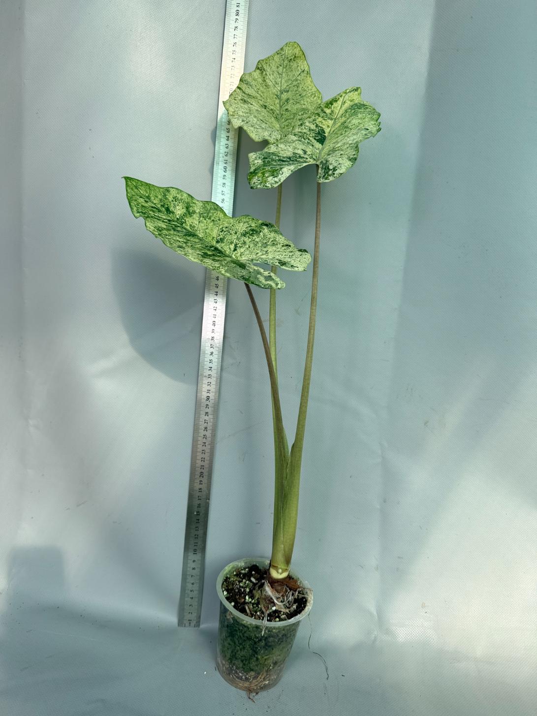 Alocasia Macrorrhiza Variegata 11