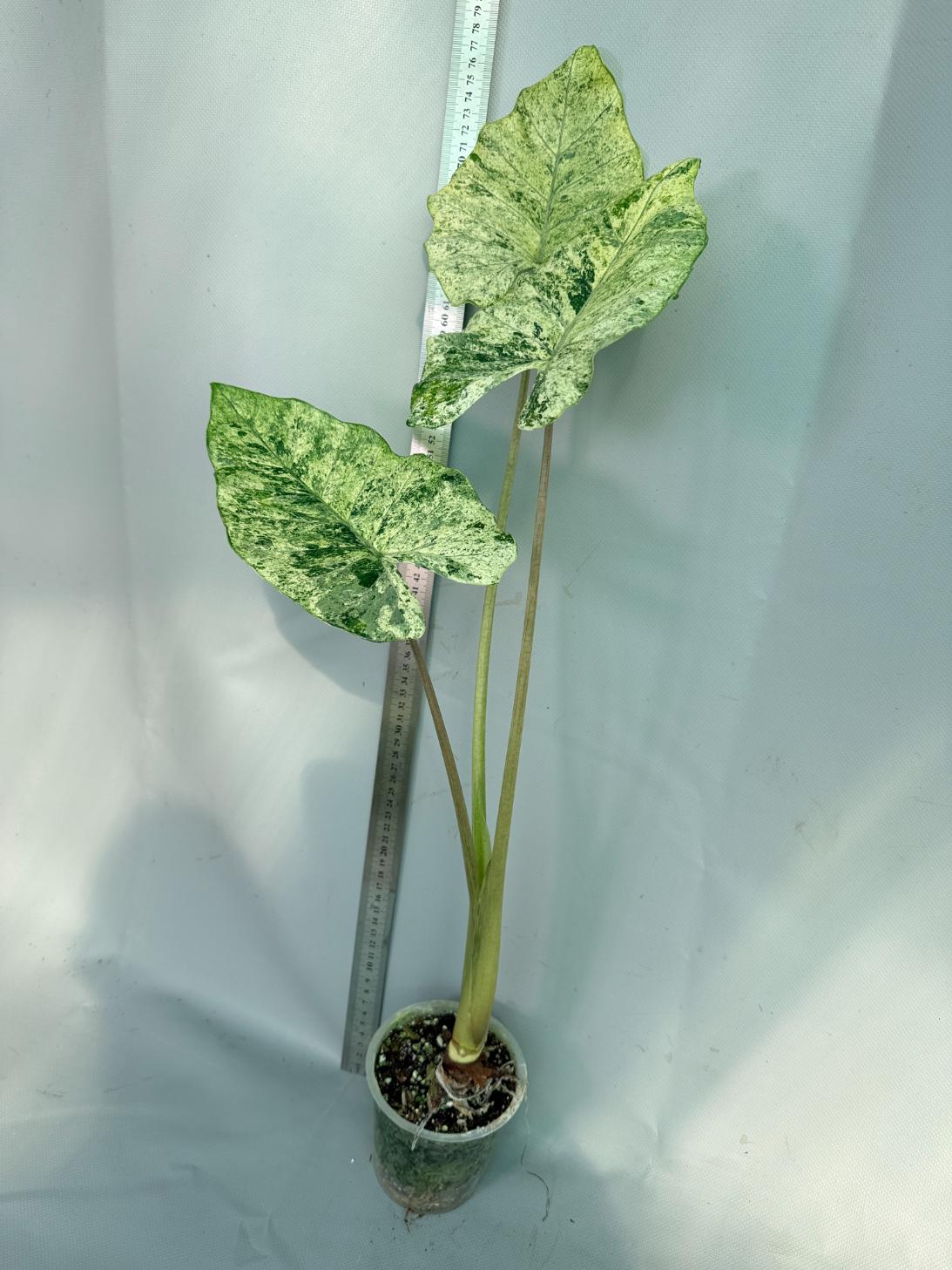 Alocasia Macrorrhiza Variegata 1