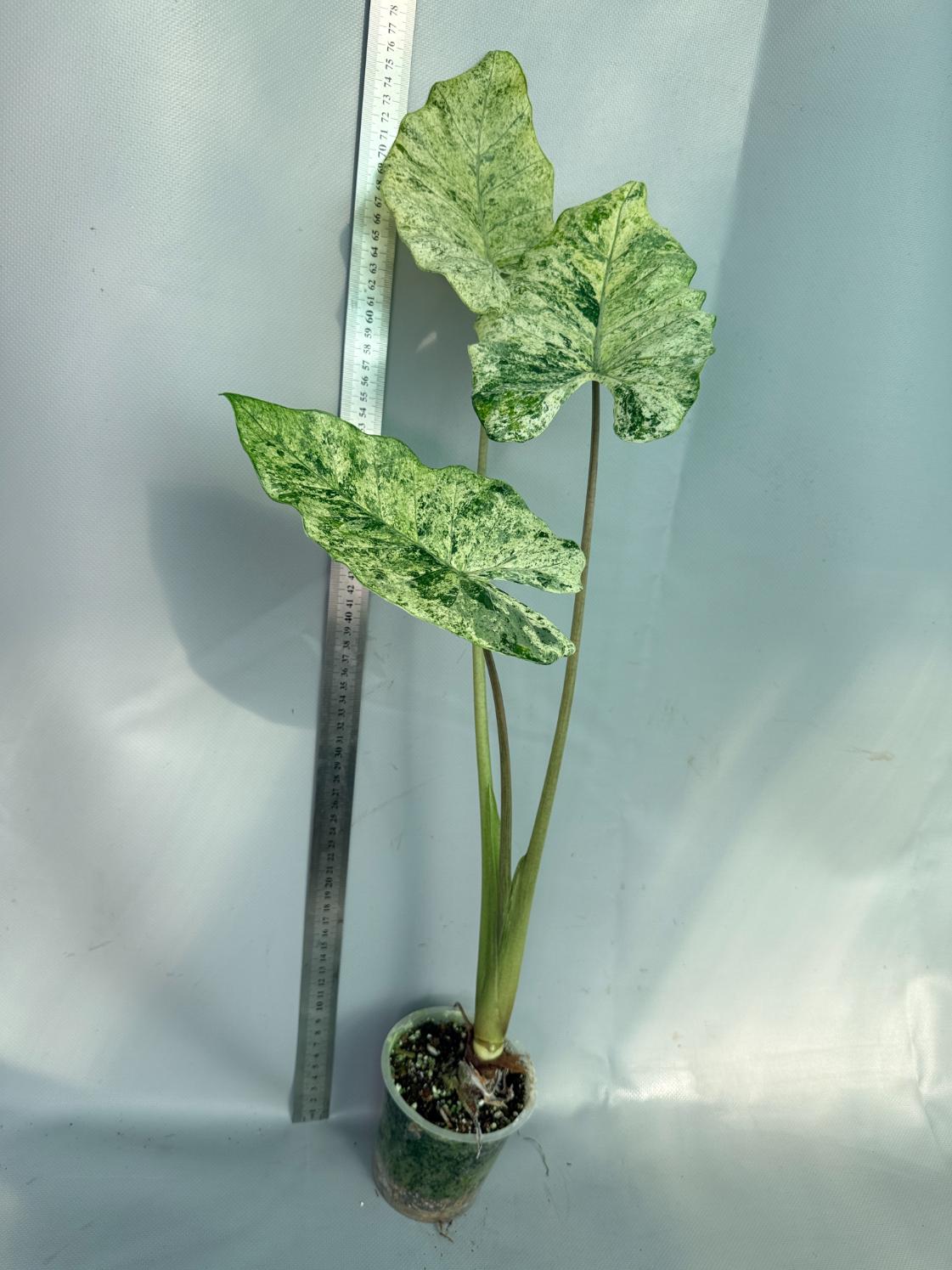 Alocasia Macrorrhiza Variegata 10