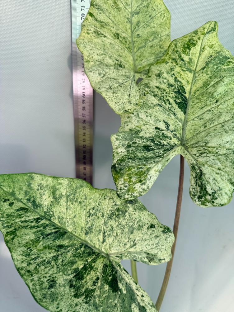 Alocasia Macrorrhiza Variegata 3