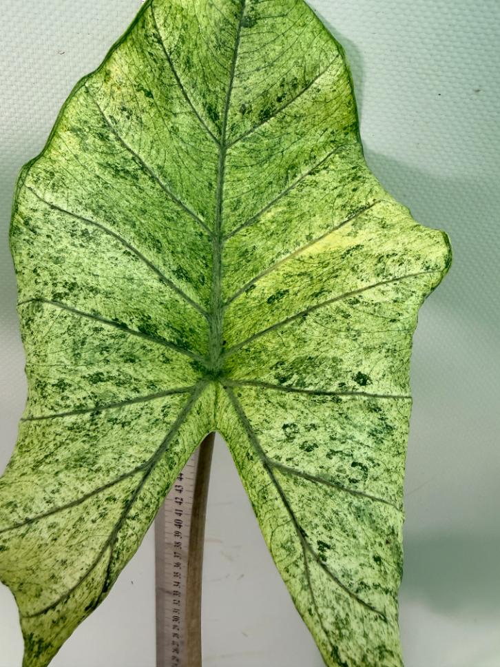 Alocasia Macrorrhiza Variegata 2