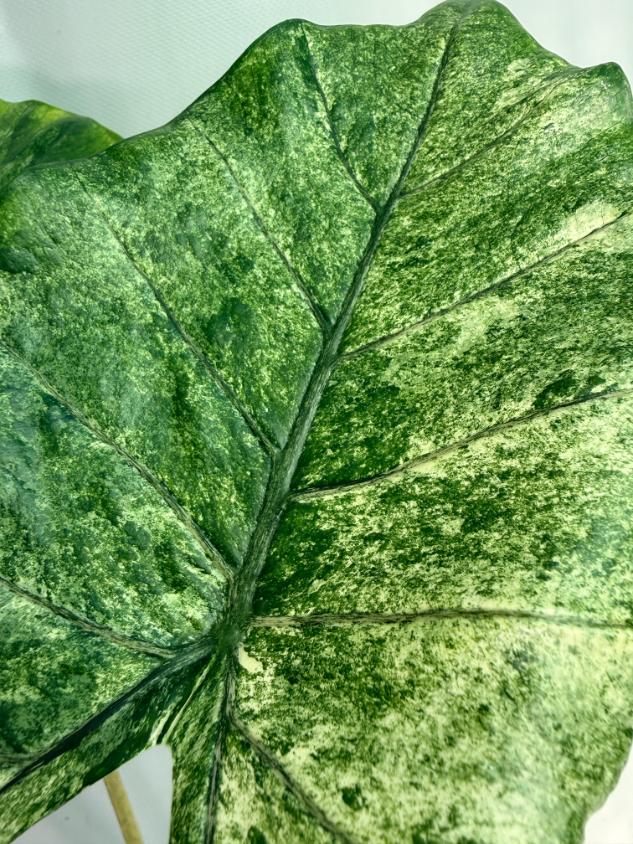 Alocasia Macrorrhiza Variegata 5