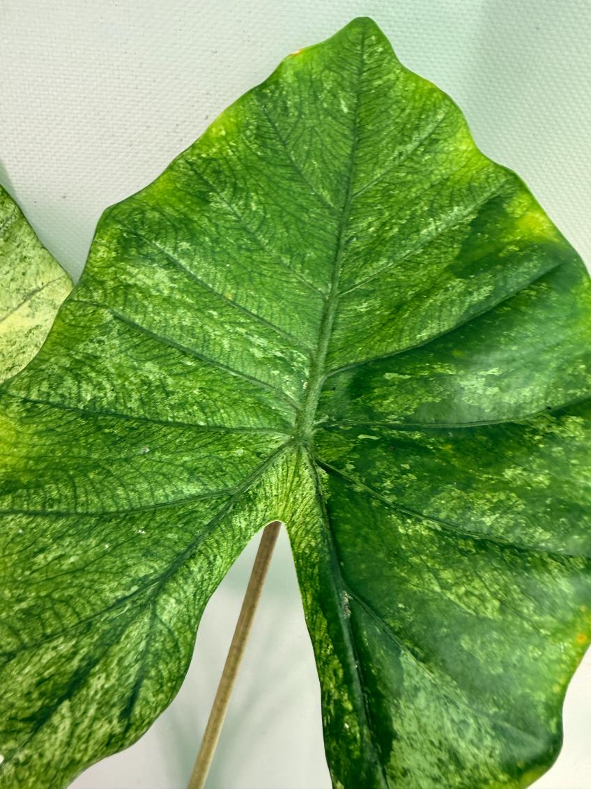Alocasia Macrorrhiza Variegata 9