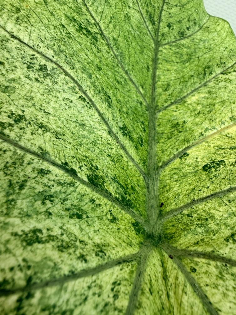 Alocasia Macrorrhiza Variegata 3