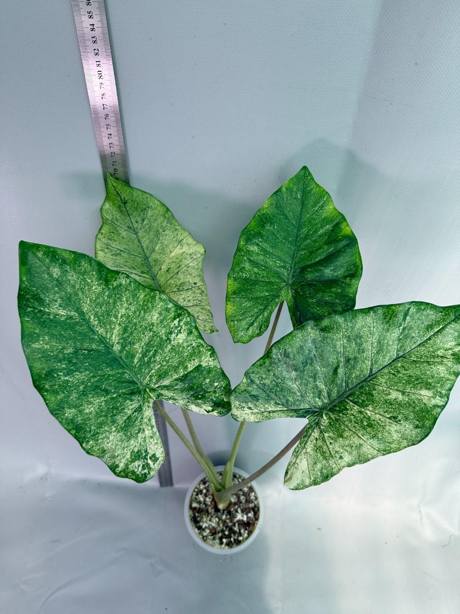 Alocasia Macrorrhiza Variegata 4