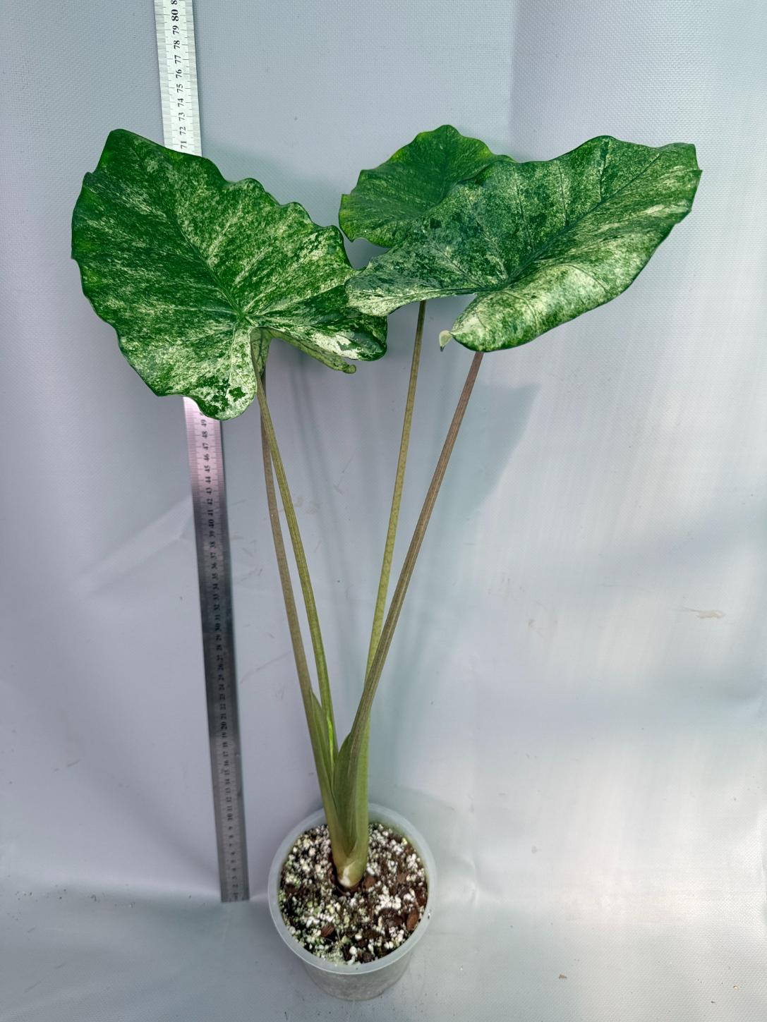 Alocasia Macrorrhiza Variegata 1
