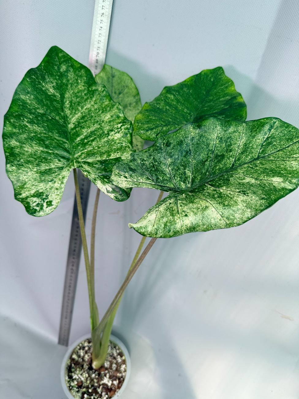 Alocasia Macrorrhiza Variegata 10