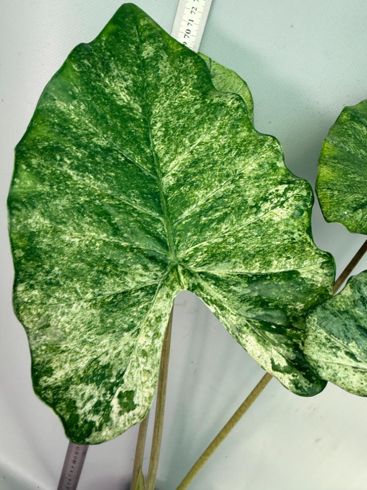 Alocasia Macrorrhiza Variegata 6