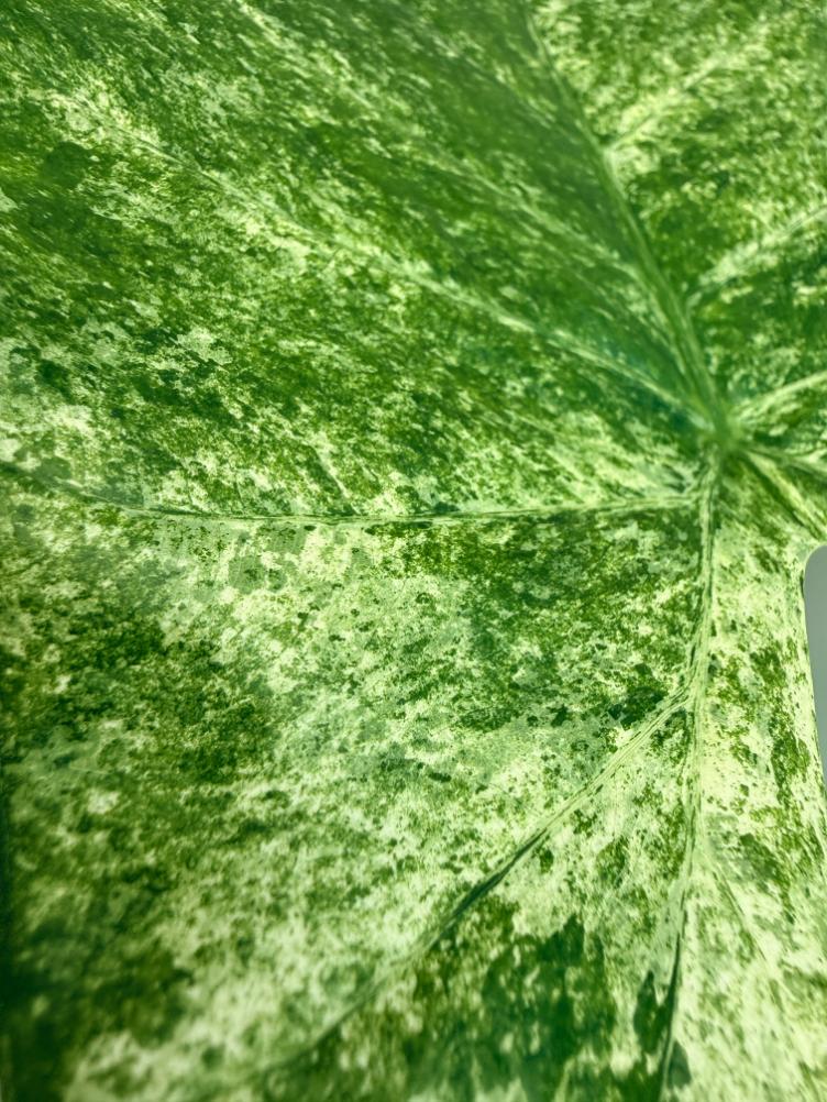 Alocasia Macrorrhiza Variegata 7
