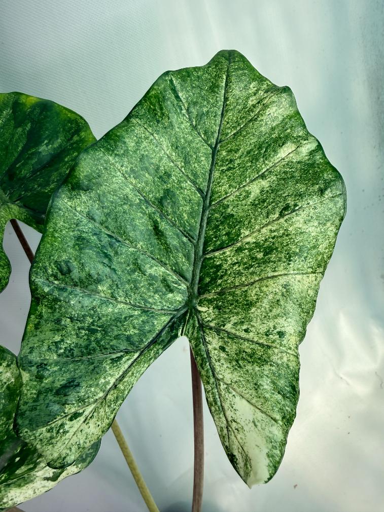 Alocasia Macrorrhiza Variegata 8
