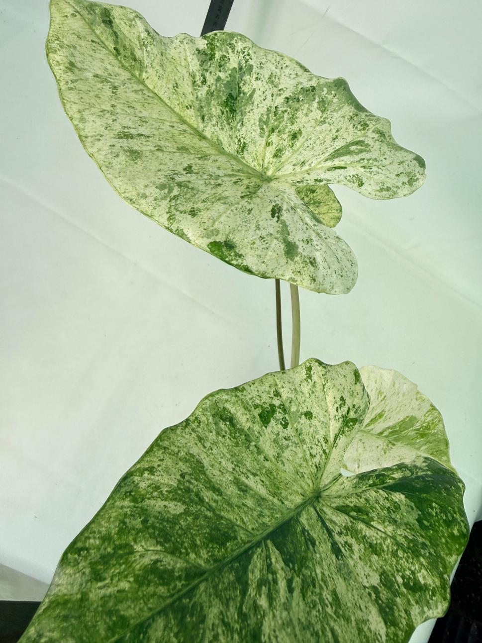 Alocasia Macrorrhiza Variegata 6