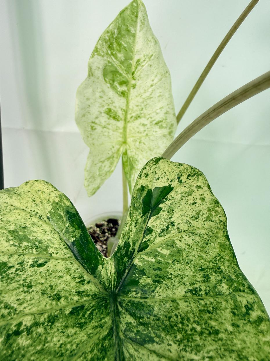 Alocasia Macrorrhiza Variegata 11