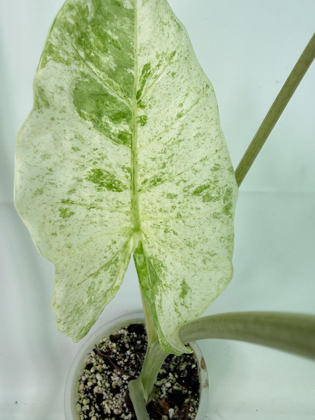 Alocasia Macrorrhiza Variegata 12