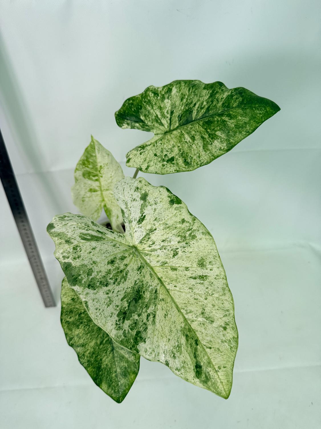 Alocasia Macrorrhiza Variegata 4