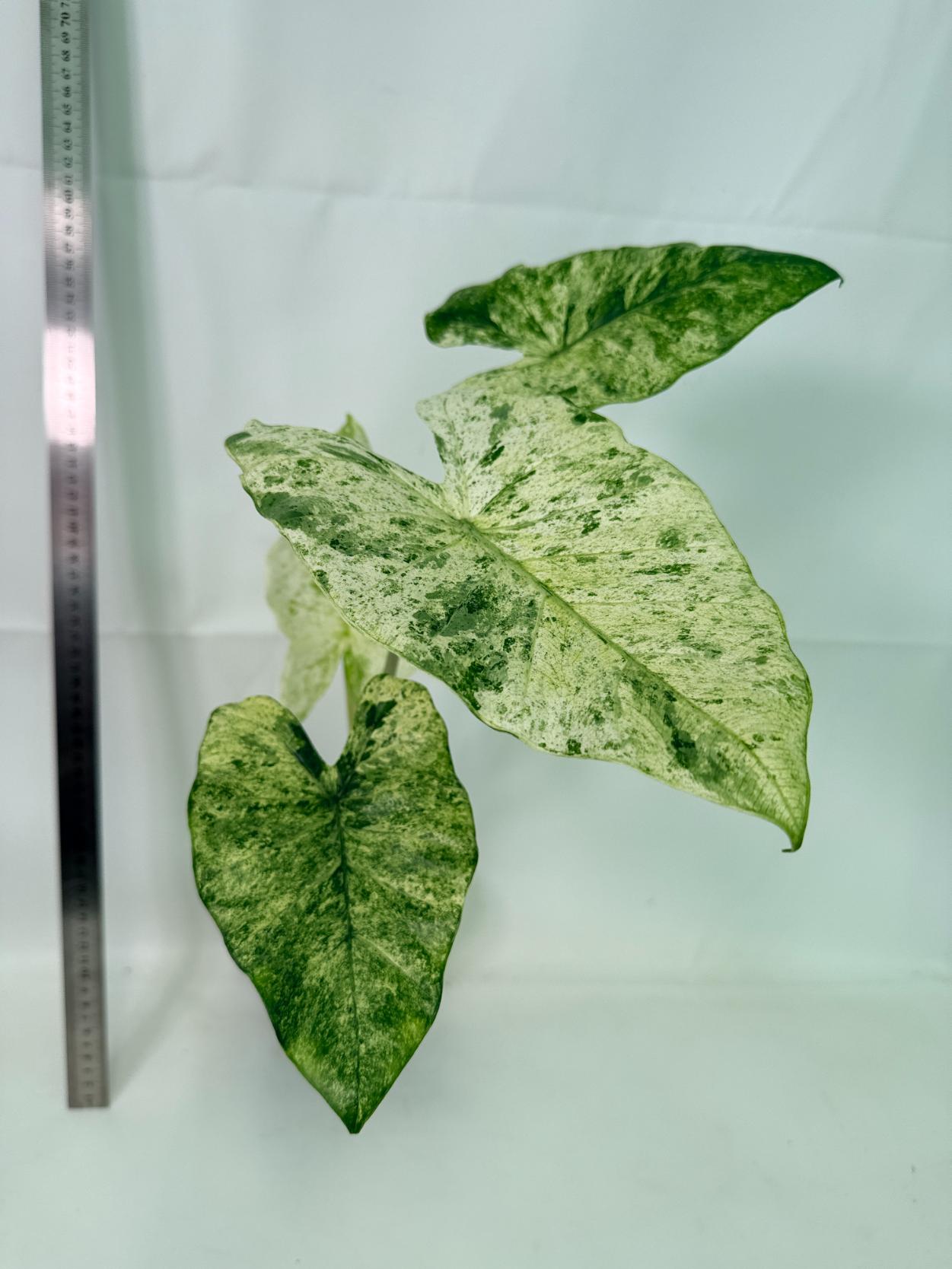 Alocasia Macrorrhiza Variegata 7