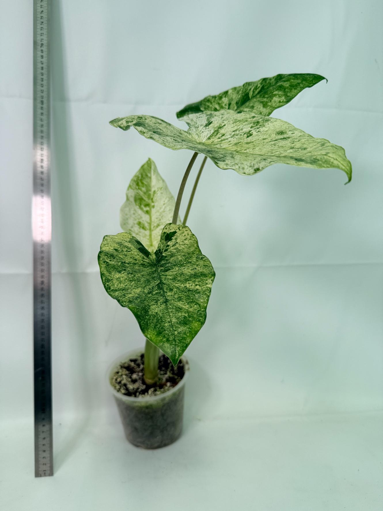 Alocasia Macrorrhiza Variegata 1