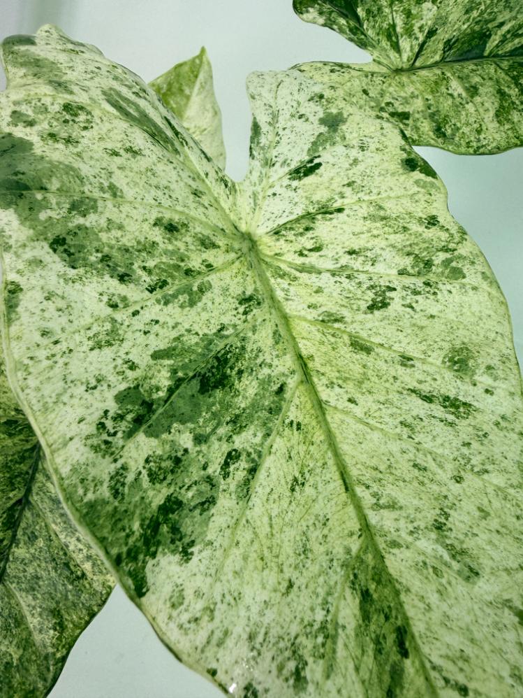 Alocasia Macrorrhiza Variegata 8