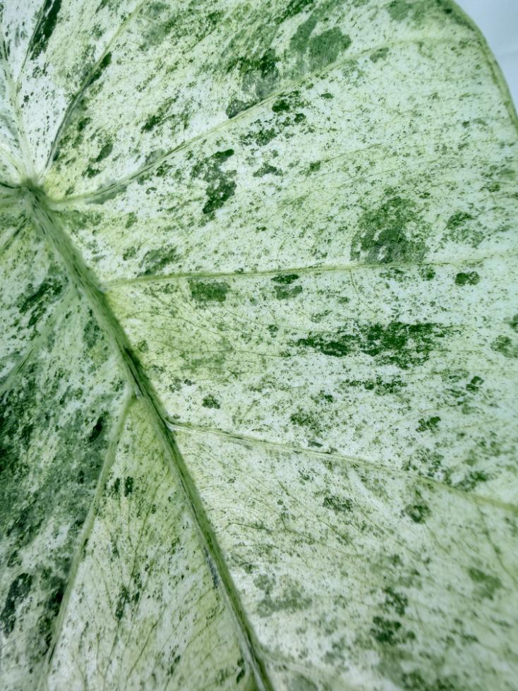 Alocasia Macrorrhiza Variegata 5