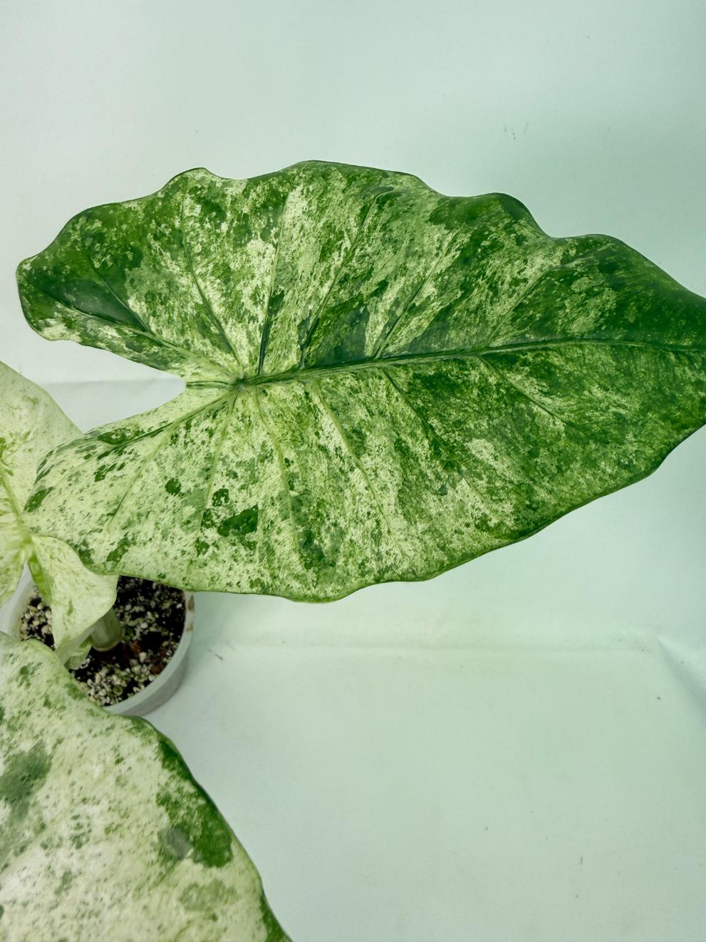 Alocasia Macrorrhiza Variegata 9