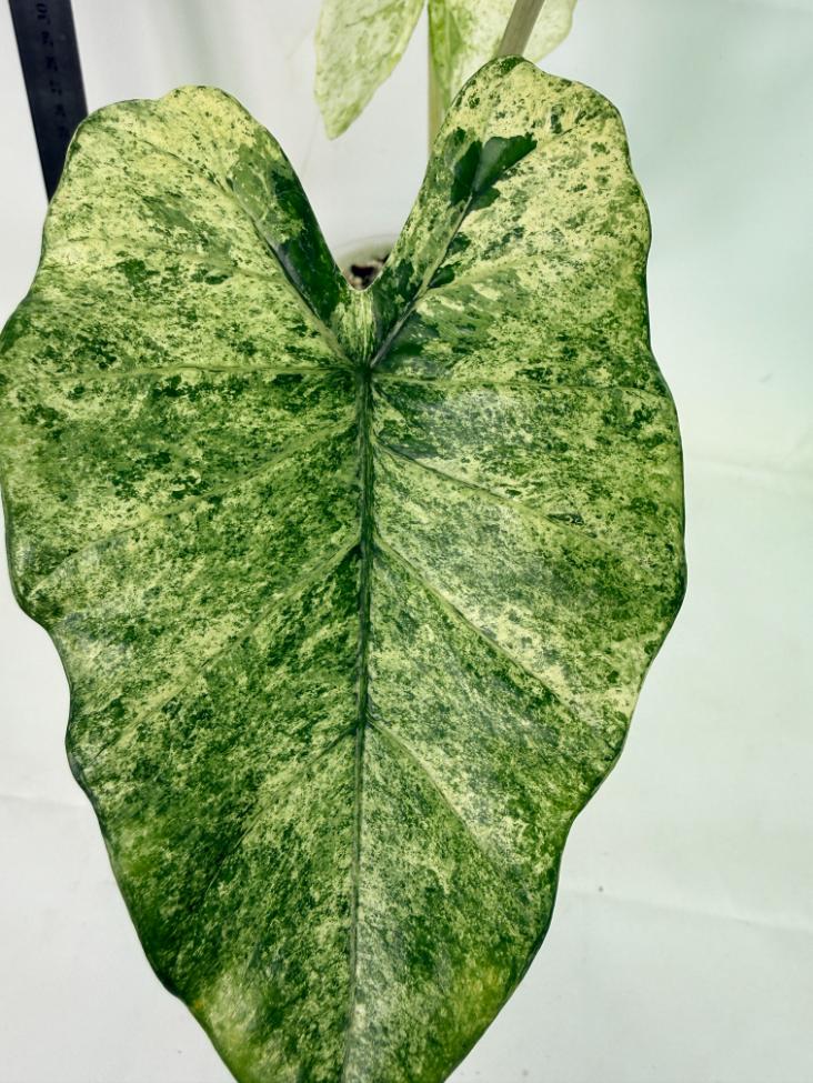 Alocasia Macrorrhiza Variegata 3