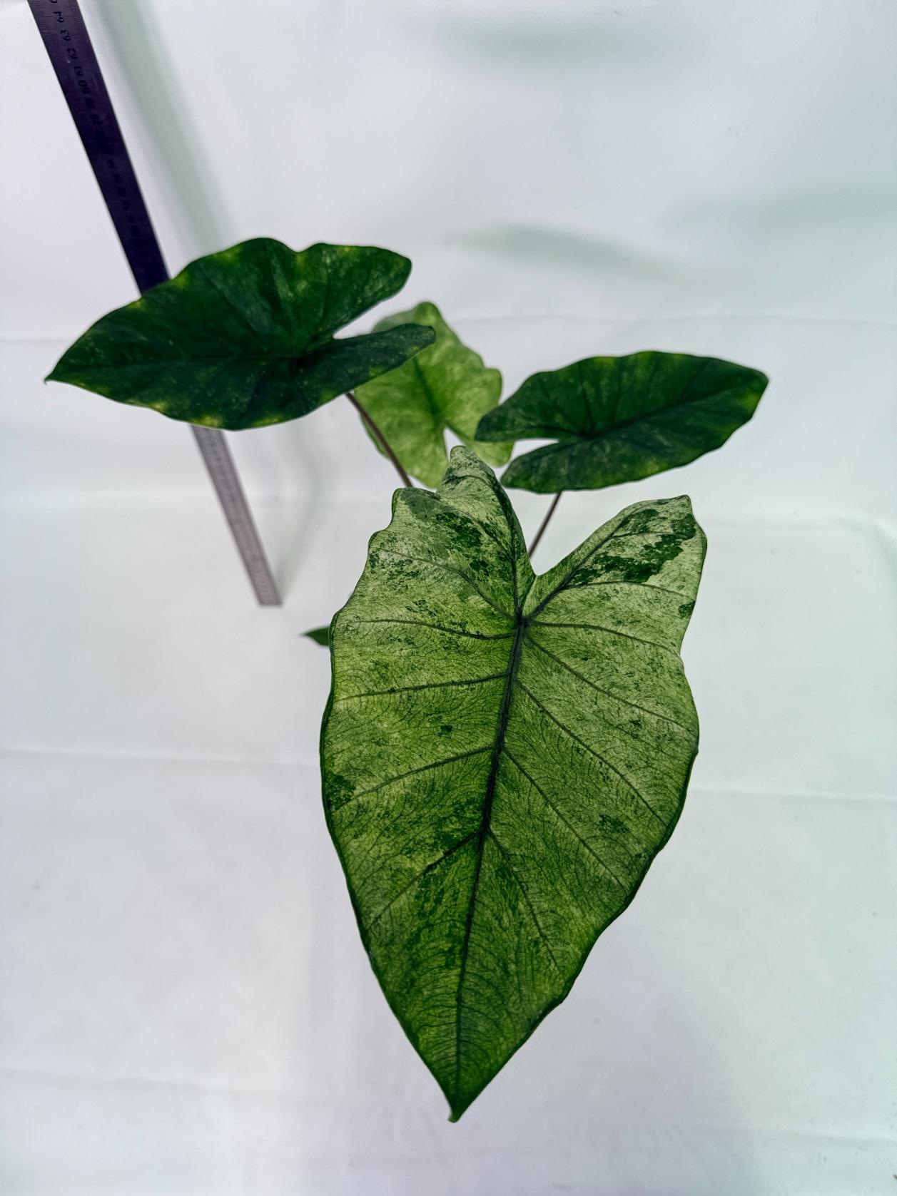 Alocasia Macrorrhiza Variegata 1