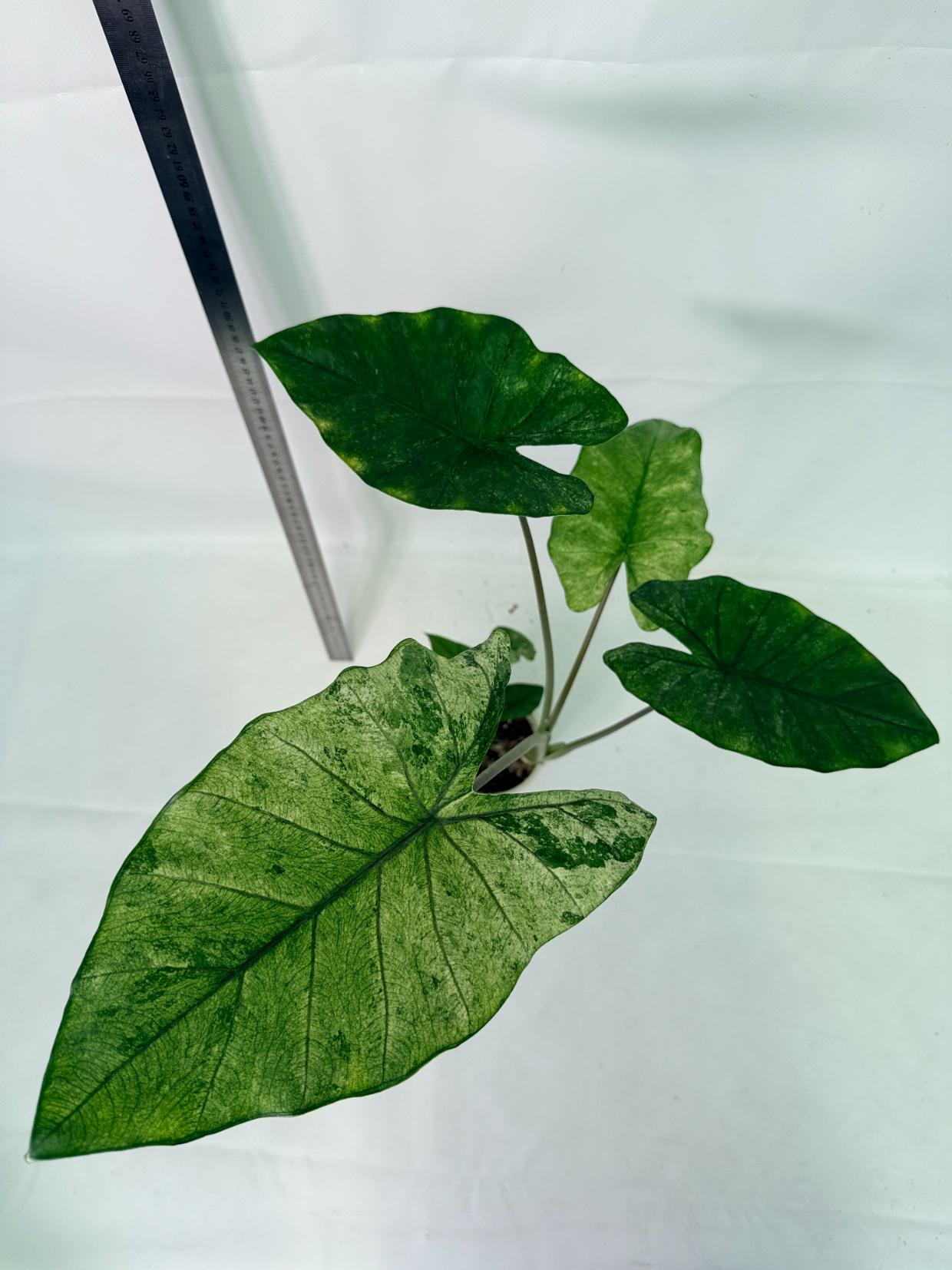 Alocasia Macrorrhiza Variegata 8