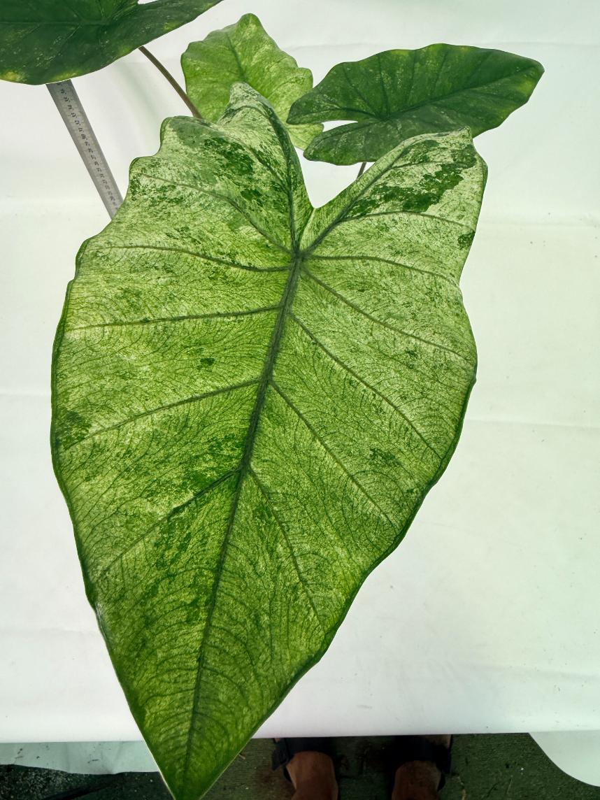 Alocasia Macrorrhiza Variegata 2