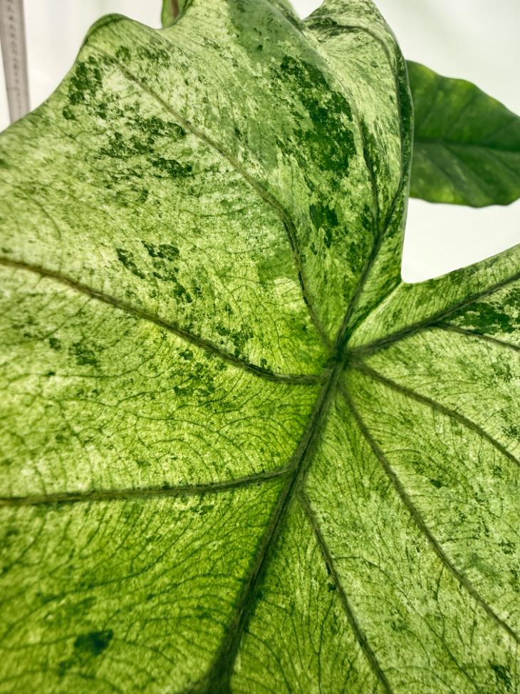 Alocasia Macrorrhiza Variegata 4