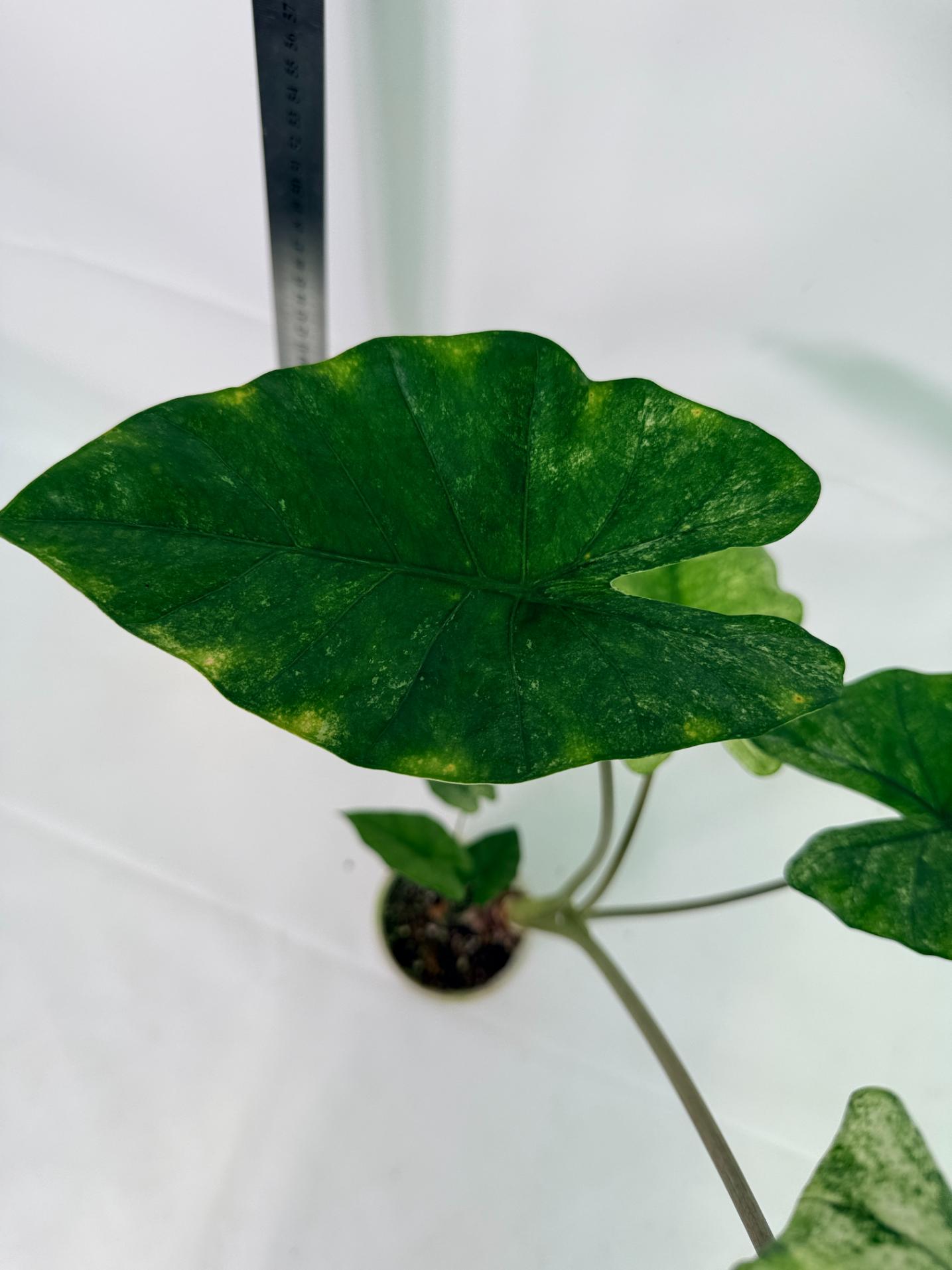 Alocasia Macrorrhiza Variegata 10