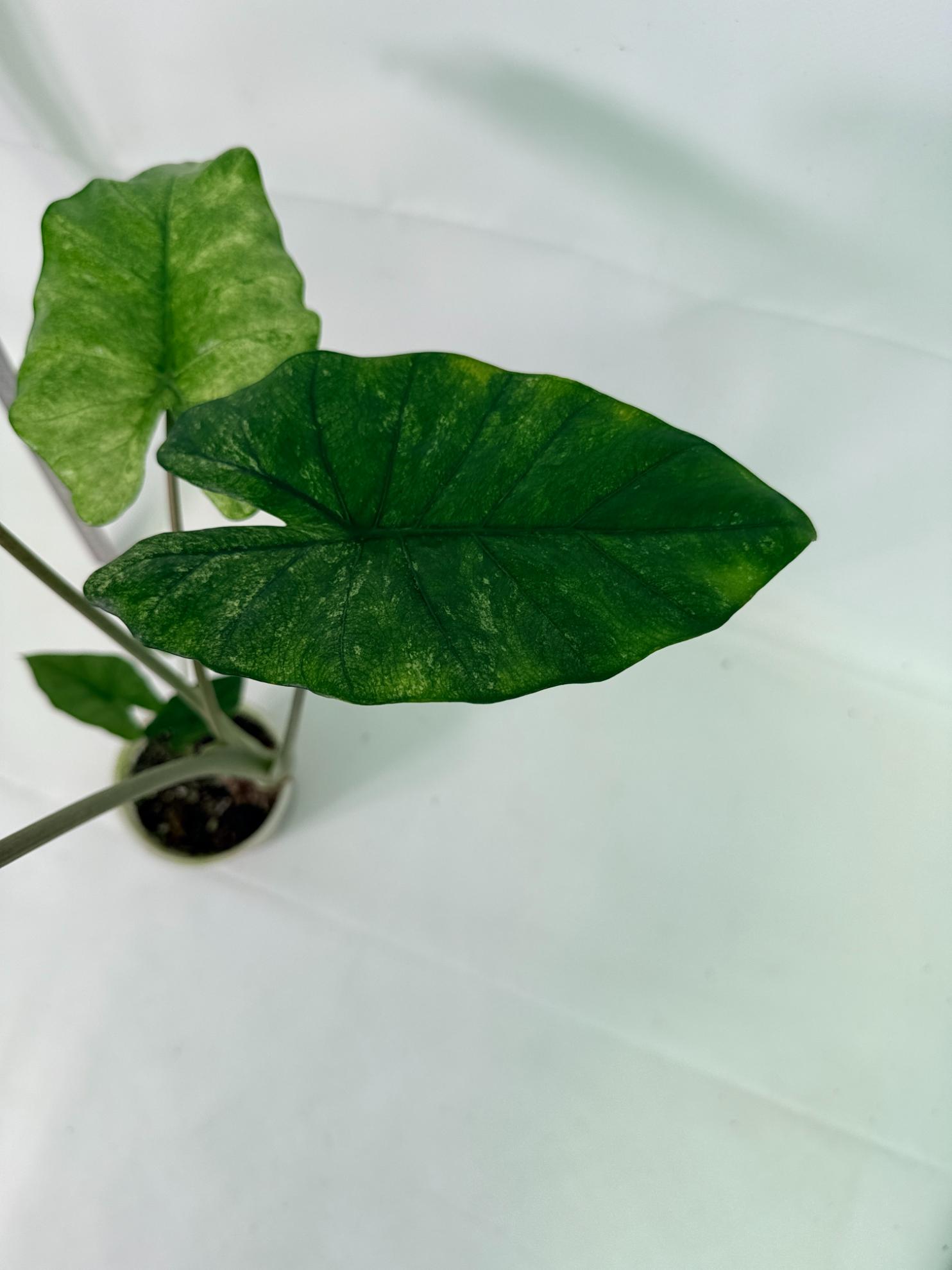 Alocasia Macrorrhiza Variegata 5