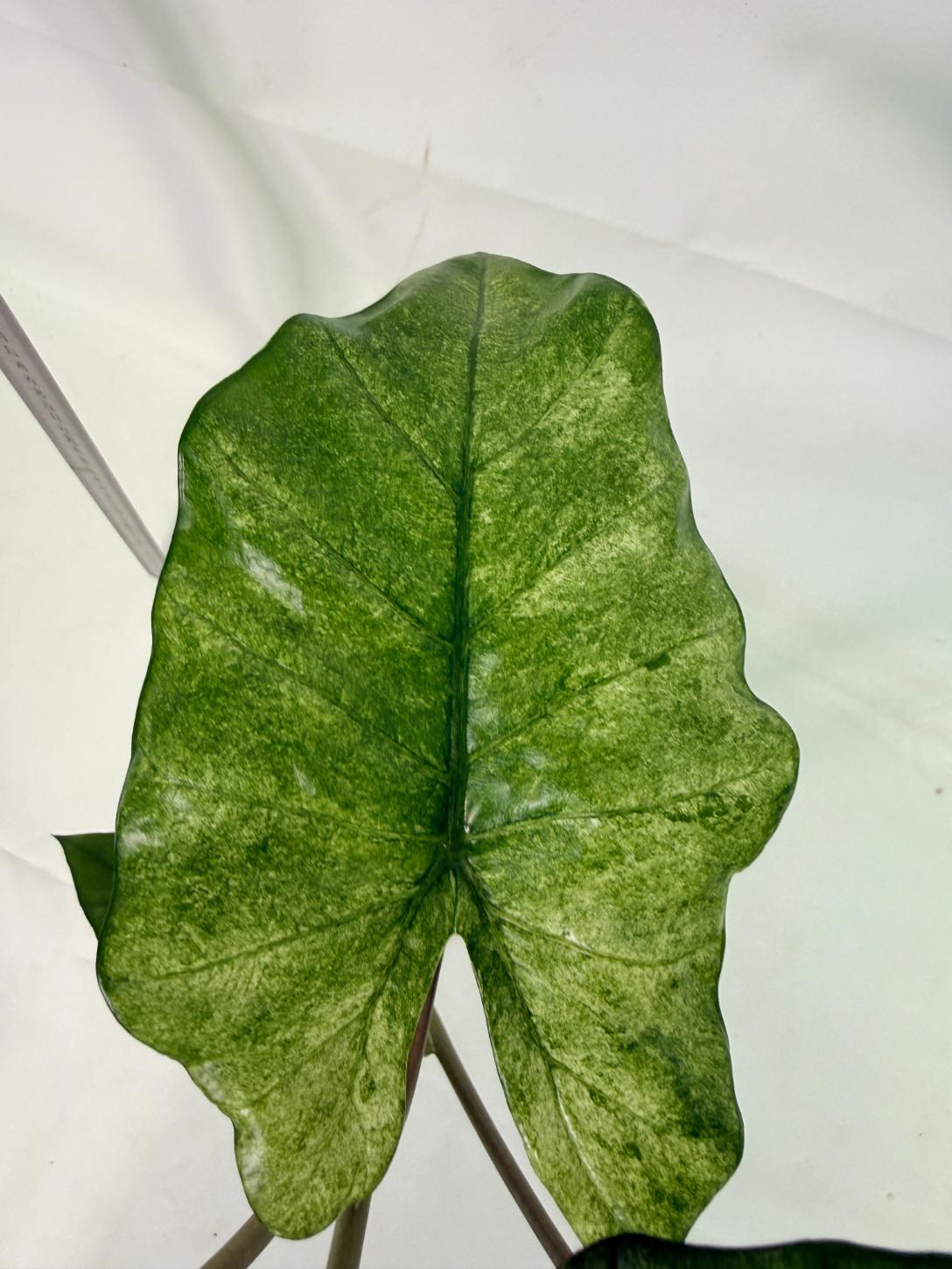 Alocasia Macrorrhiza Variegata 7
