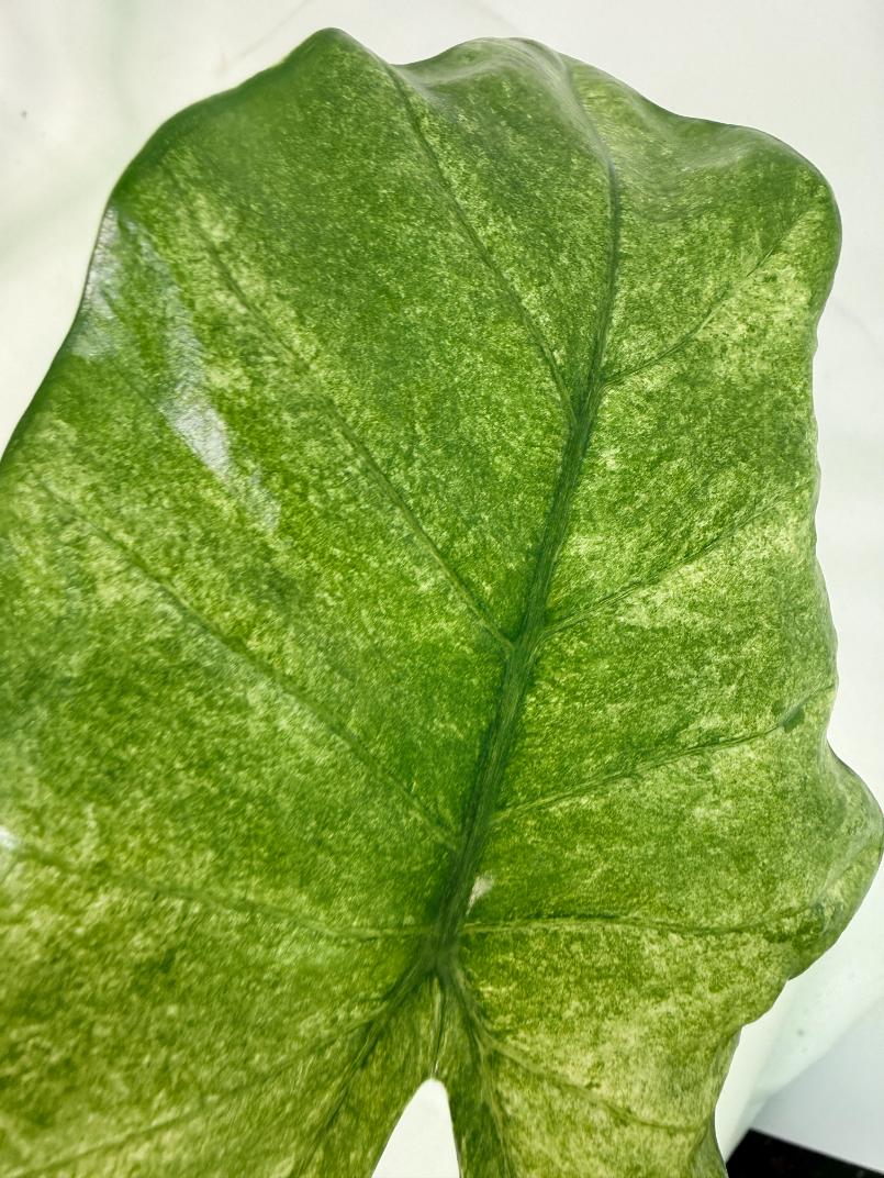 Alocasia Macrorrhiza Variegata 9