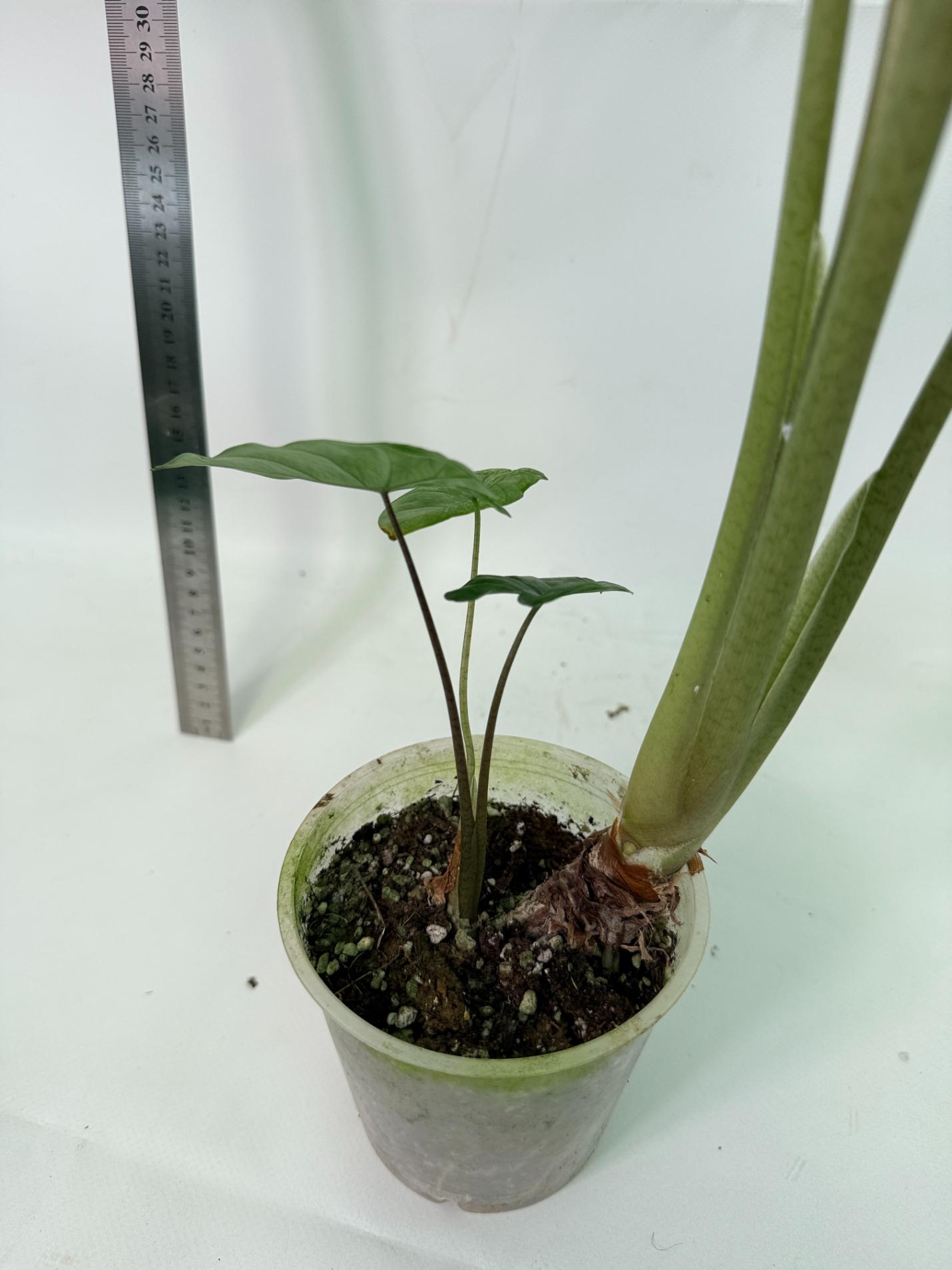 Alocasia Macrorrhiza Variegata 6