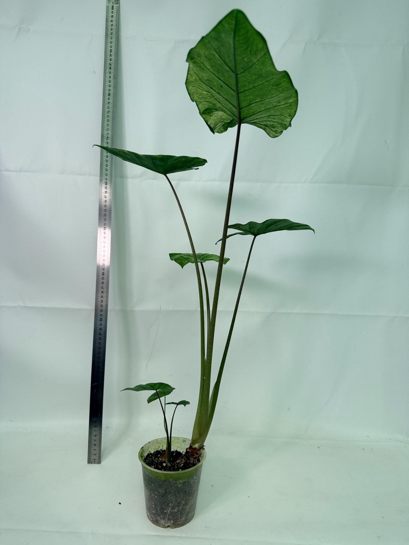 Alocasia Macrorrhiza Variegata 3