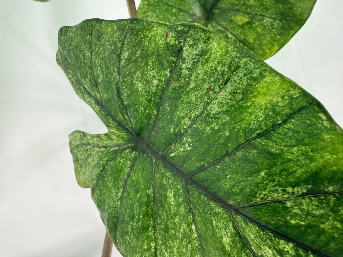 Alocasia Macrorrhiza Variegata 3