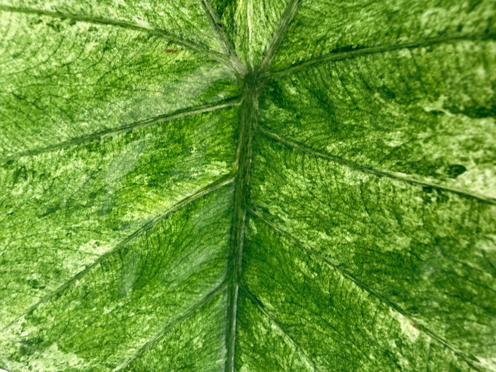 Alocasia Macrorrhiza Variegata 8