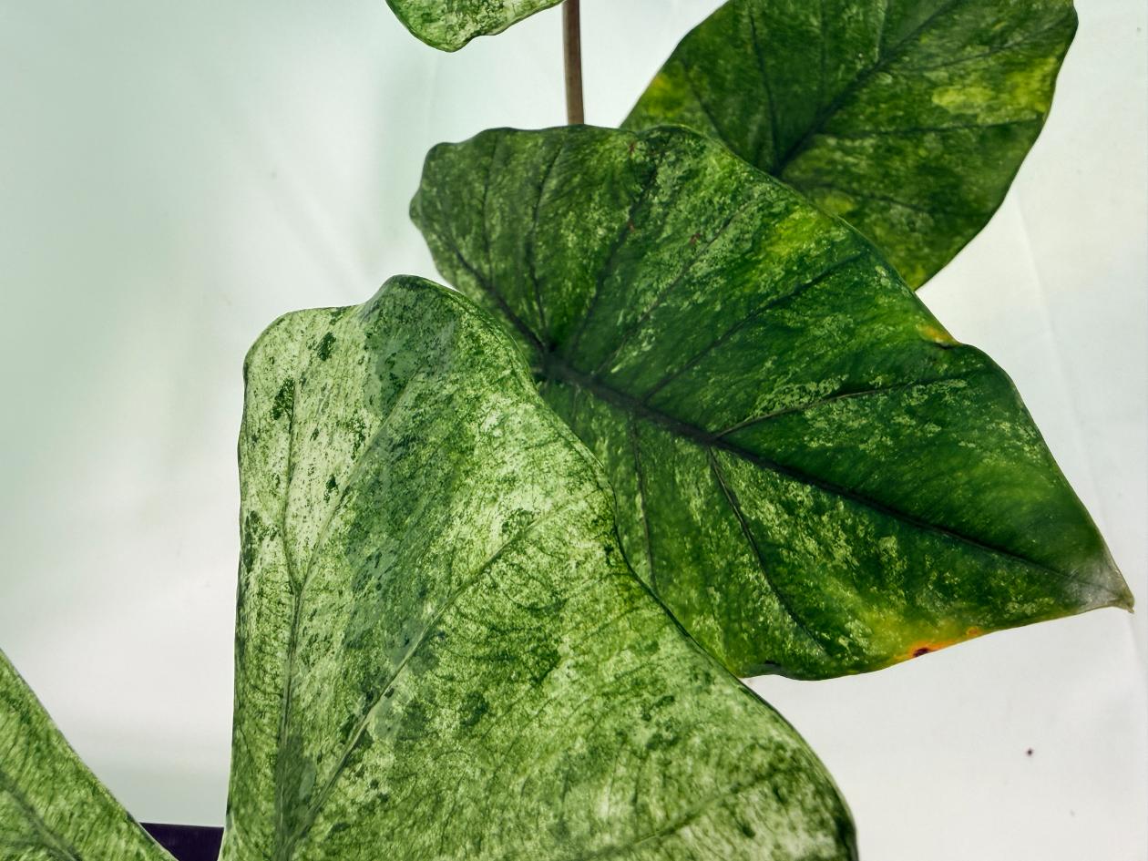 Alocasia Macrorrhiza Variegata 4
