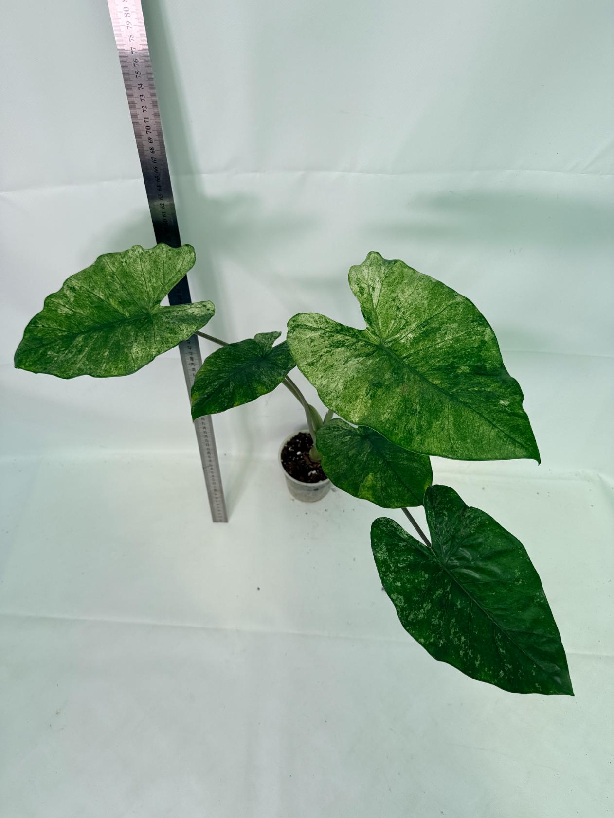 Alocasia Macrorrhiza Variegata 1