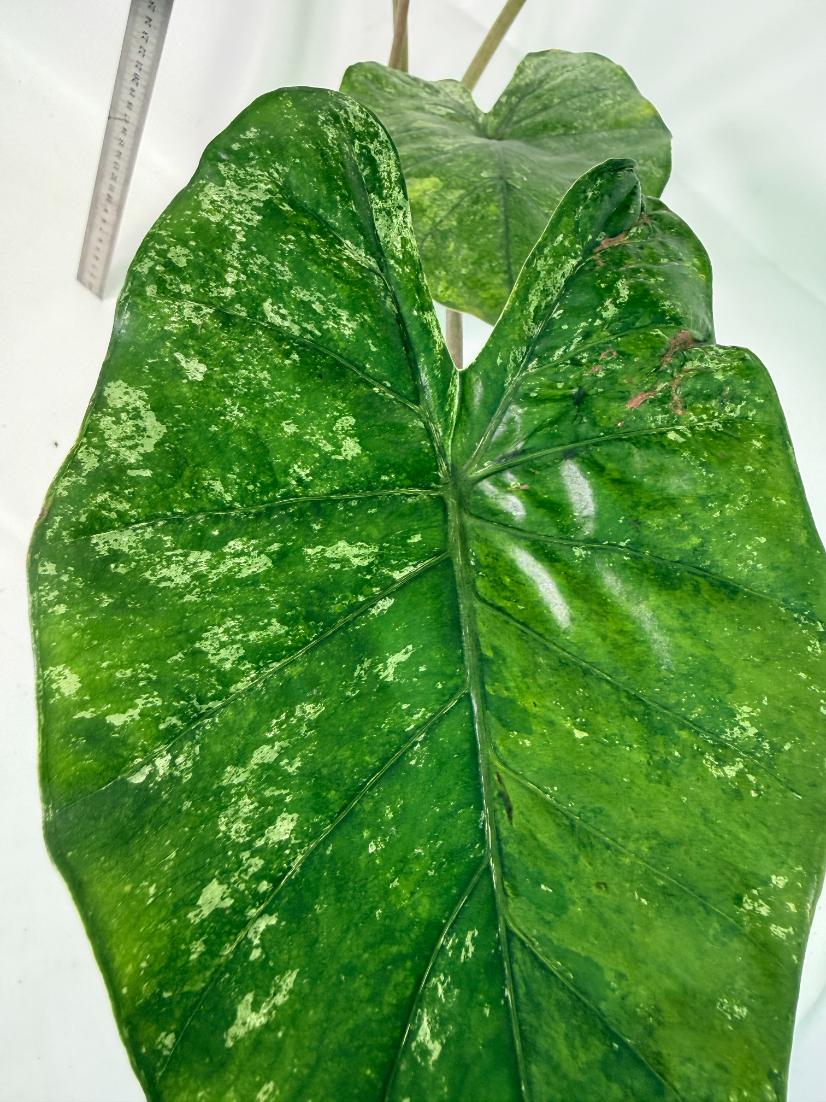 Alocasia Macrorrhiza Variegata 5