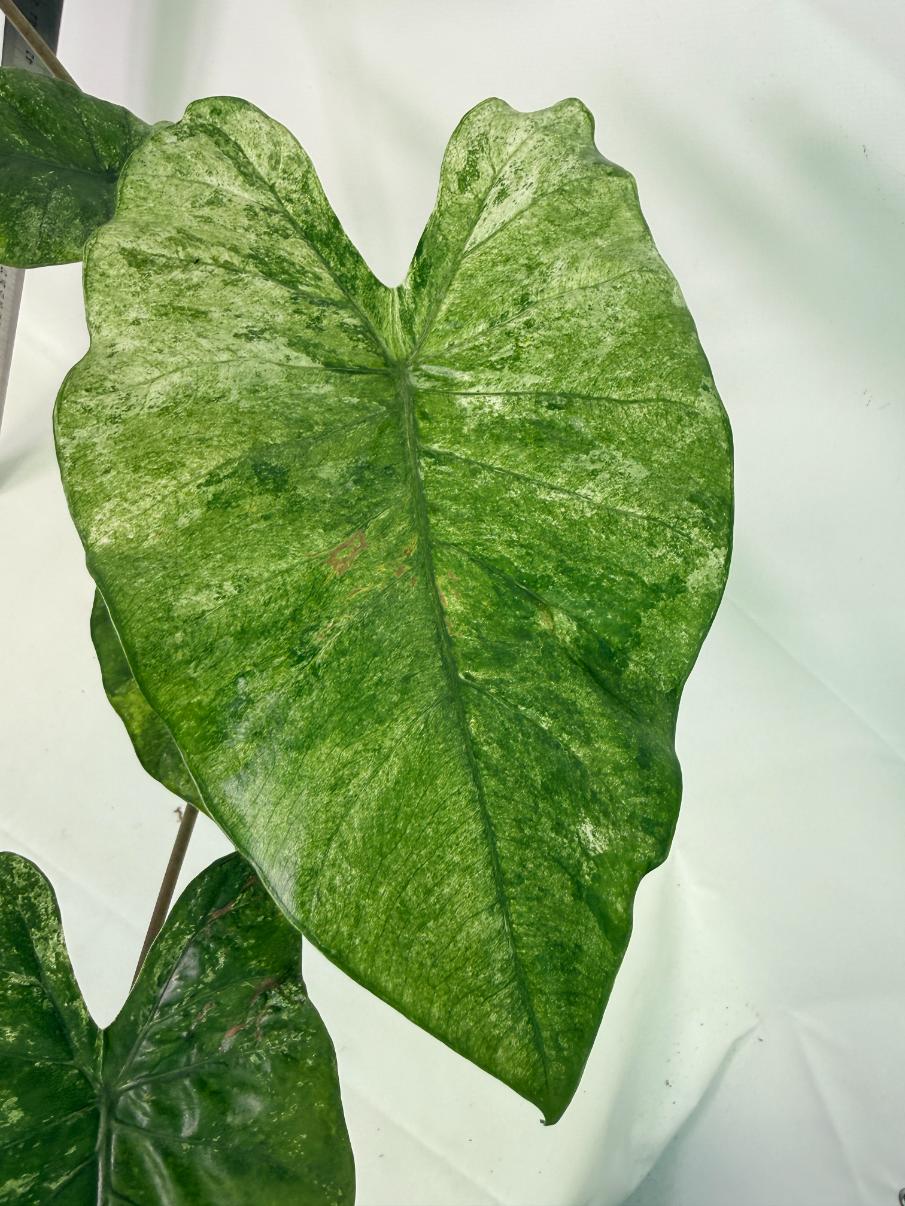Alocasia Macrorrhiza Variegata 6
