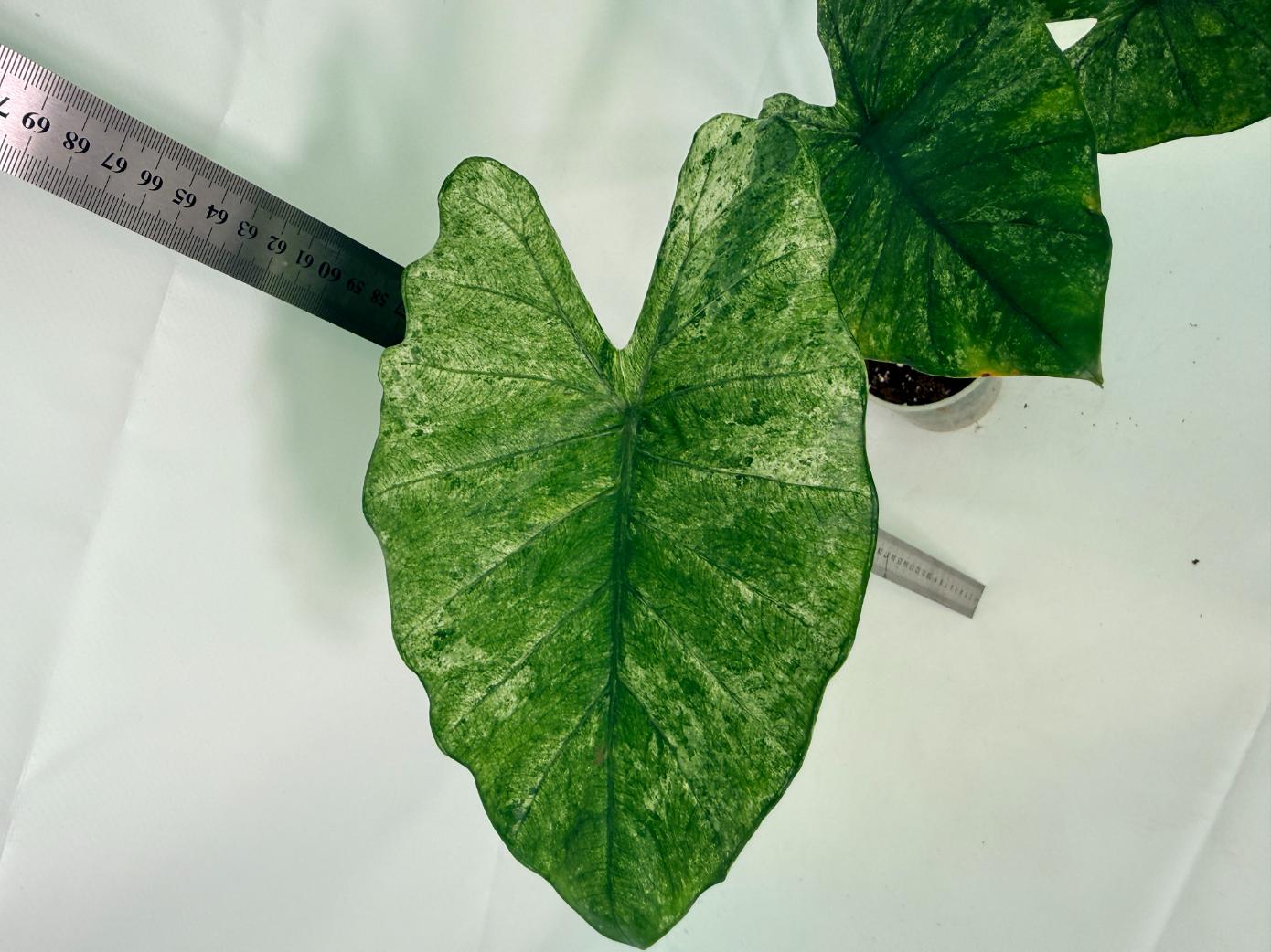 Alocasia Macrorrhiza Variegata 7