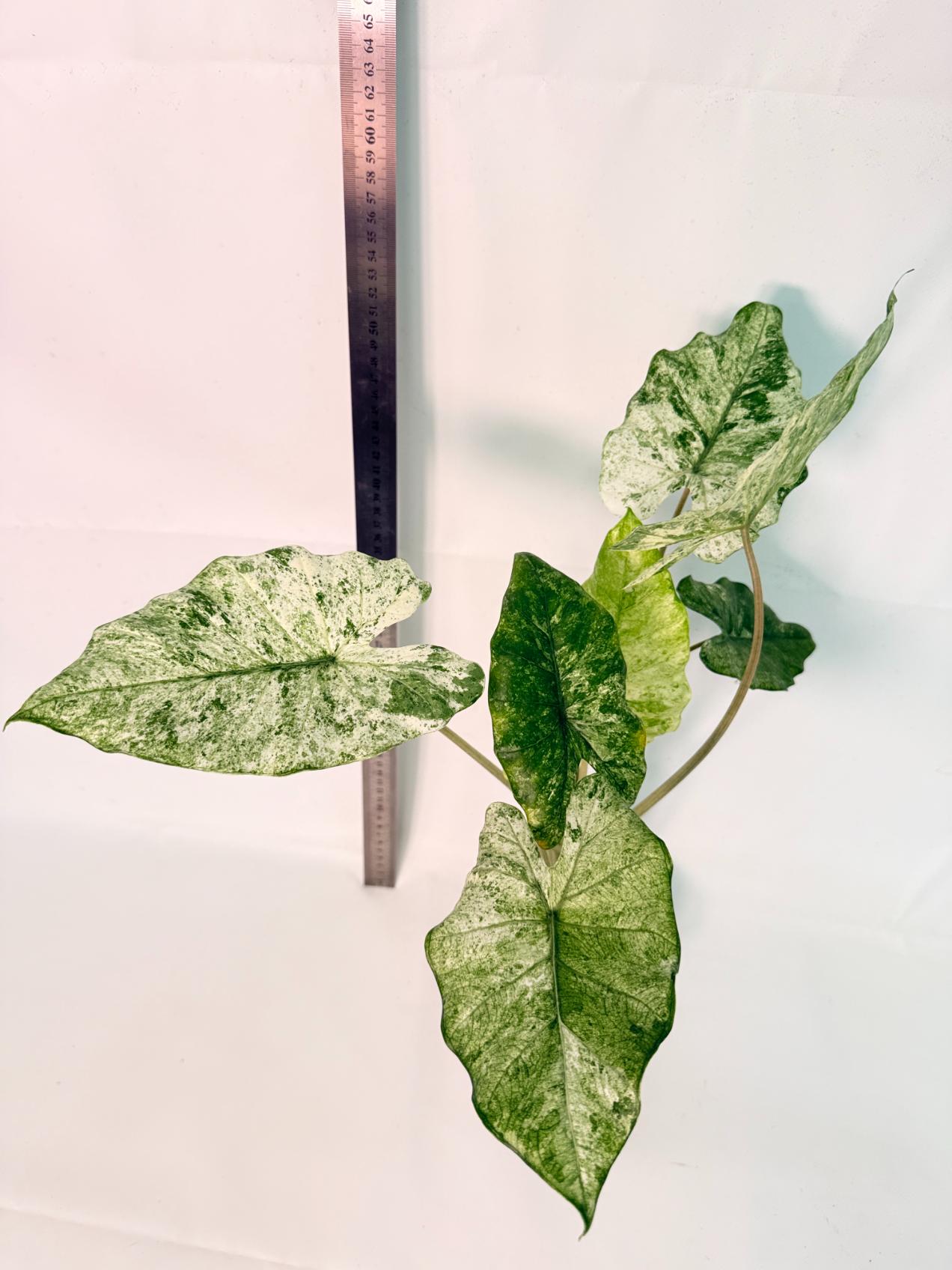 Alocasia Macrorrhiza Variegata 4