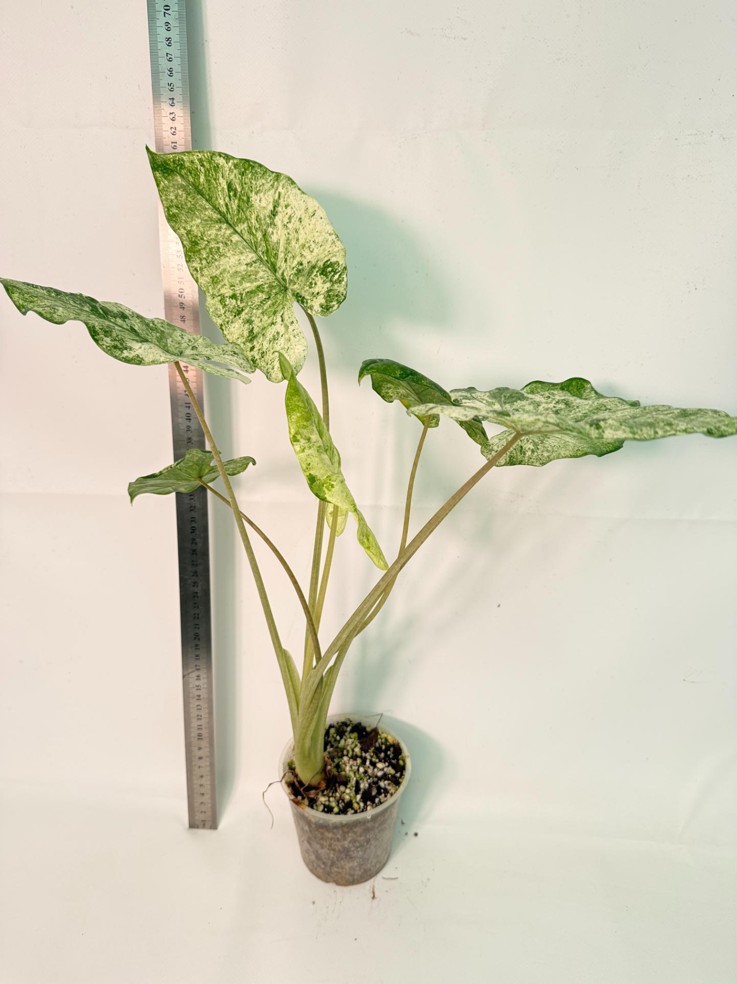Alocasia Macrorrhiza Variegata 9