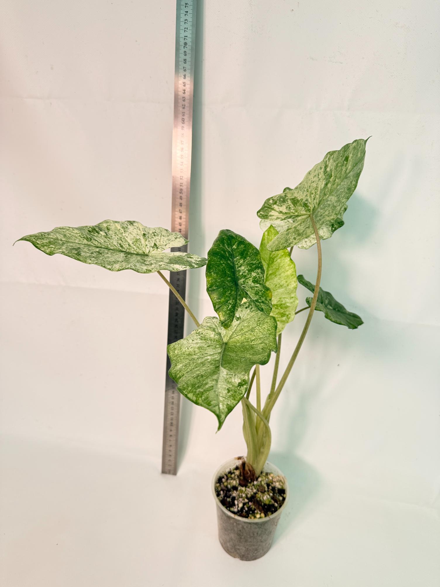 Alocasia Macrorrhiza Variegata 1