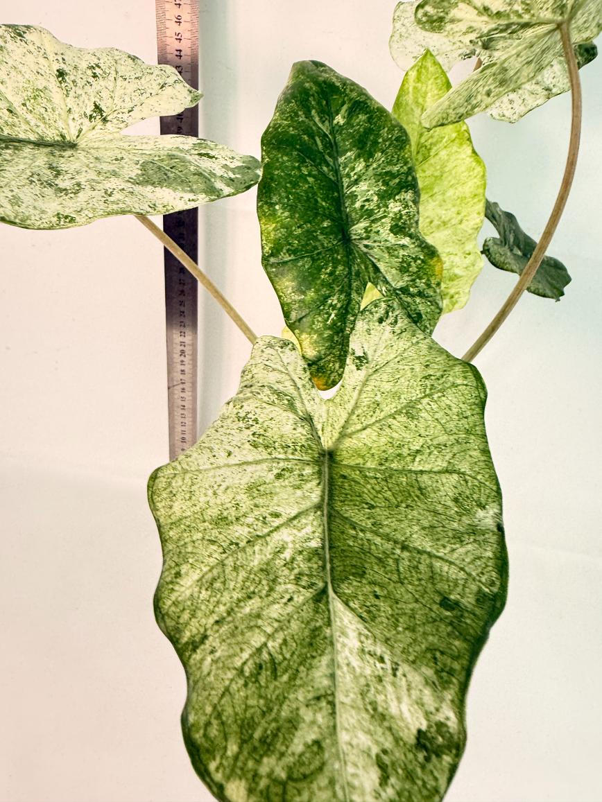 Alocasia Macrorrhiza Variegata 5