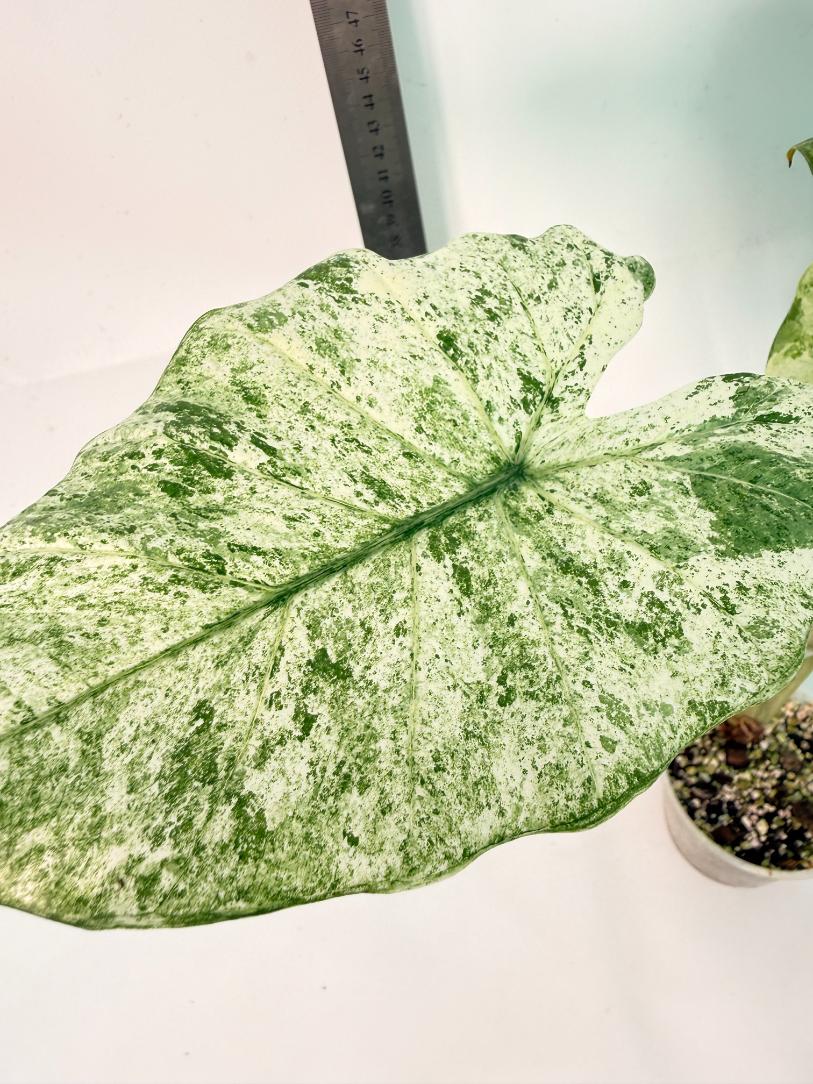 Alocasia Macrorrhiza Variegata 3