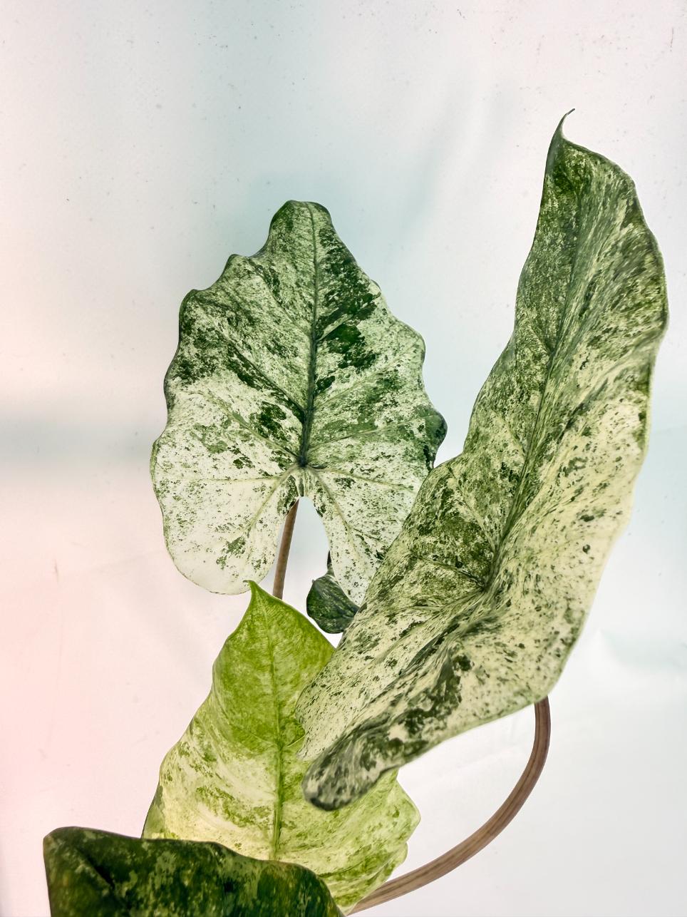 Alocasia Macrorrhiza Variegata 6