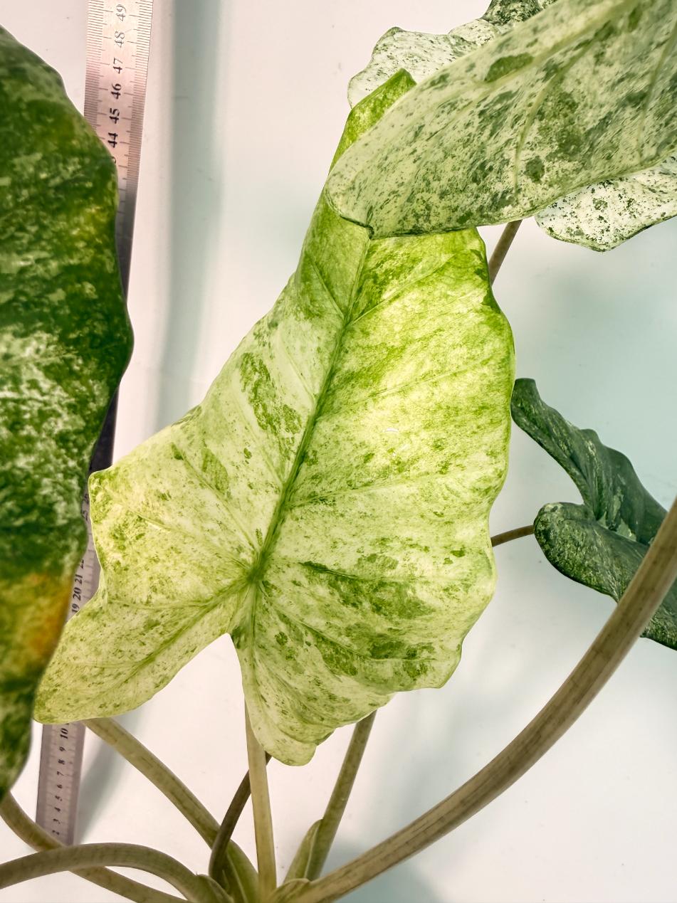 Alocasia Macrorrhiza Variegata 7