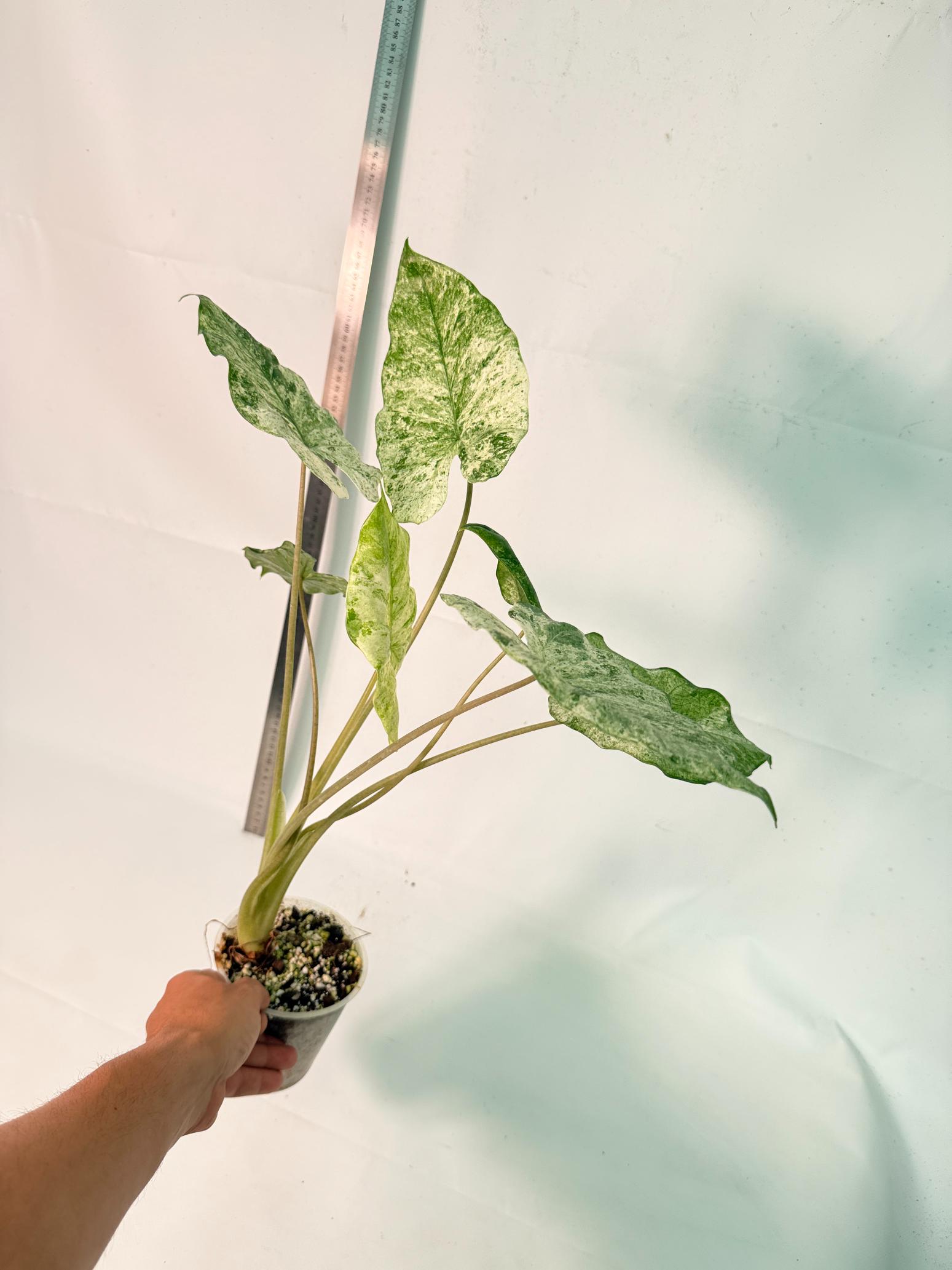 Alocasia Macrorrhiza Variegata 10