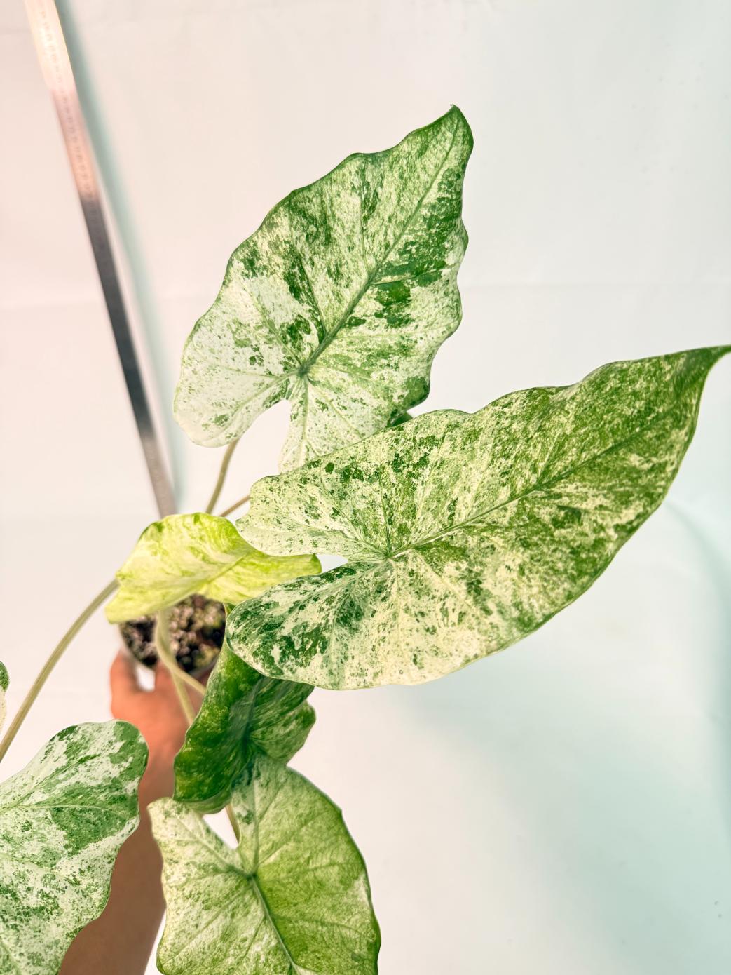 Alocasia Macrorrhiza Variegata 8